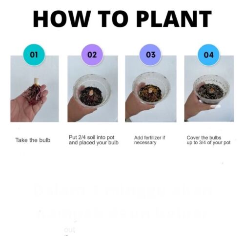 AUTHENTIC Caladium Poison Dart Frog 1 bulbs - Picture 6 of 6
