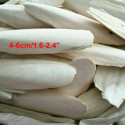 10/20PC 1.6-2.4'' Cuttlebone for Birds Parrot Chewing Cuttle Bone for Sharp Beaks