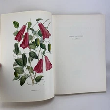 Flores Silvestres de Chile Wildflowers Botanical Pizzaro Vintage