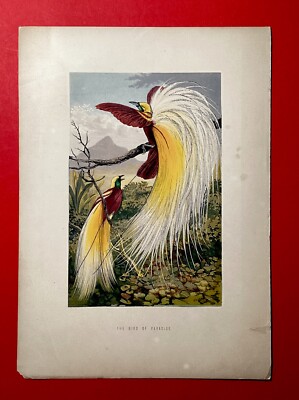 Paradiesvogel Mitte des 19. Jahrhunderts von Benjamin Fawcett. 
