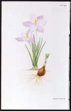 c1981 Curtis Botanical Magazine - Margaret Stones Print Crocus Goulimyi