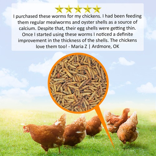 Grub Worms (10 lb.) - Chicken, Bluebird, Wild Bird, Hedgehog, Sugar Glider, Duck - Picture 6 of 10