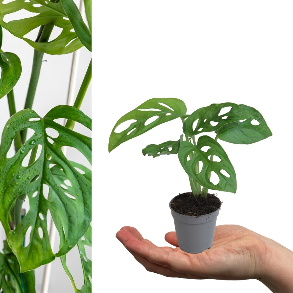 monstera wieviel wasser Monstera im Kugelglas - Hydroponik - Monstera main image 1