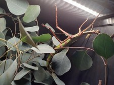 Eurycnema goliath 25X egg count (Parthenogene...