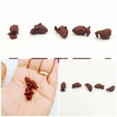 THE SCALE GRAIL Human Heart, 1:12 scale organ for dioramas, dollhouse, halloween (5 hearts)