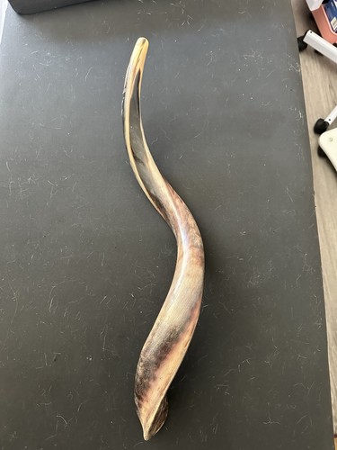Kudu Yemenite Shofar Horn Curved Brown Horn for Judaism
