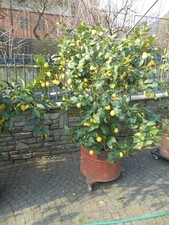 Pianta di limone in vaso da 60cm diametro fusto 4.5cm altezza 2metri