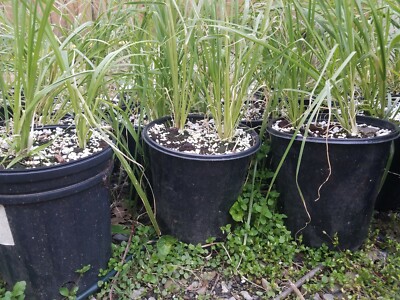 dolly for potted plants Amagabeli 2 Pack 14