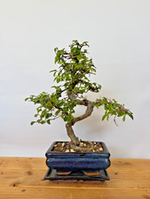Bonsai chinesische Ulme  / Ulmus parvifolia Nr. 5314 pflegeleicht Anfänger Baum