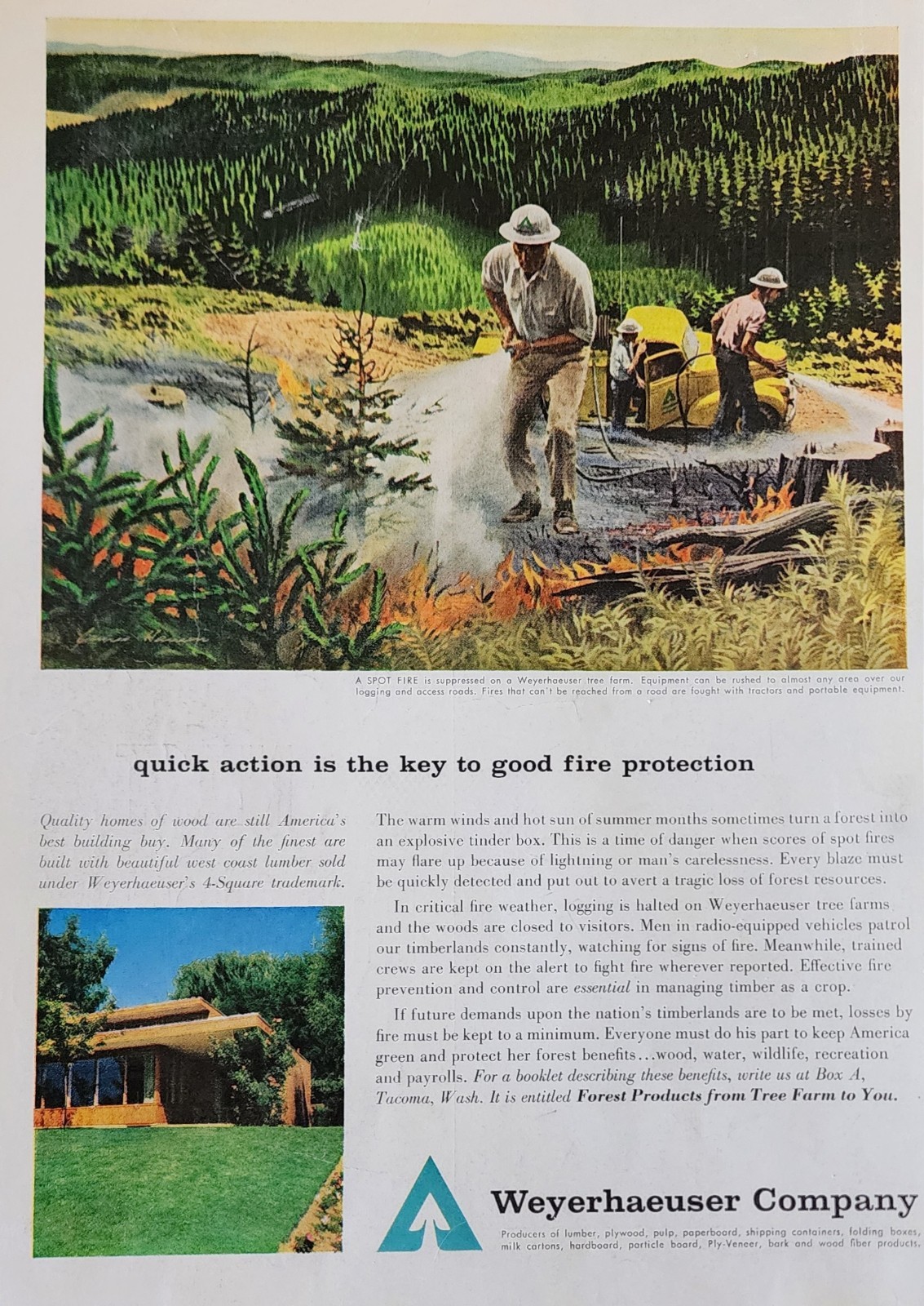 Weyerhaeuser Tree Farm Picture Magazine Ad Vintage Decor Wall Art Fire