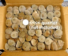 5 lbs (660) White Oak 1" LARGE Natural ACORN CAPS Top Hats Crafts Fall Decor