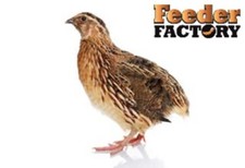 Frozen Feeder Quail - SAVE ON SHIPPING WITH MULTIPLE PACKS - 6 different sizes