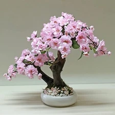 10 Seeds of Pink Japanese Maple Bonsai Tree Cherry Blossom