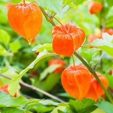 3 Physalis Franchetti Garden Flower Perennial Bare Root Plants
