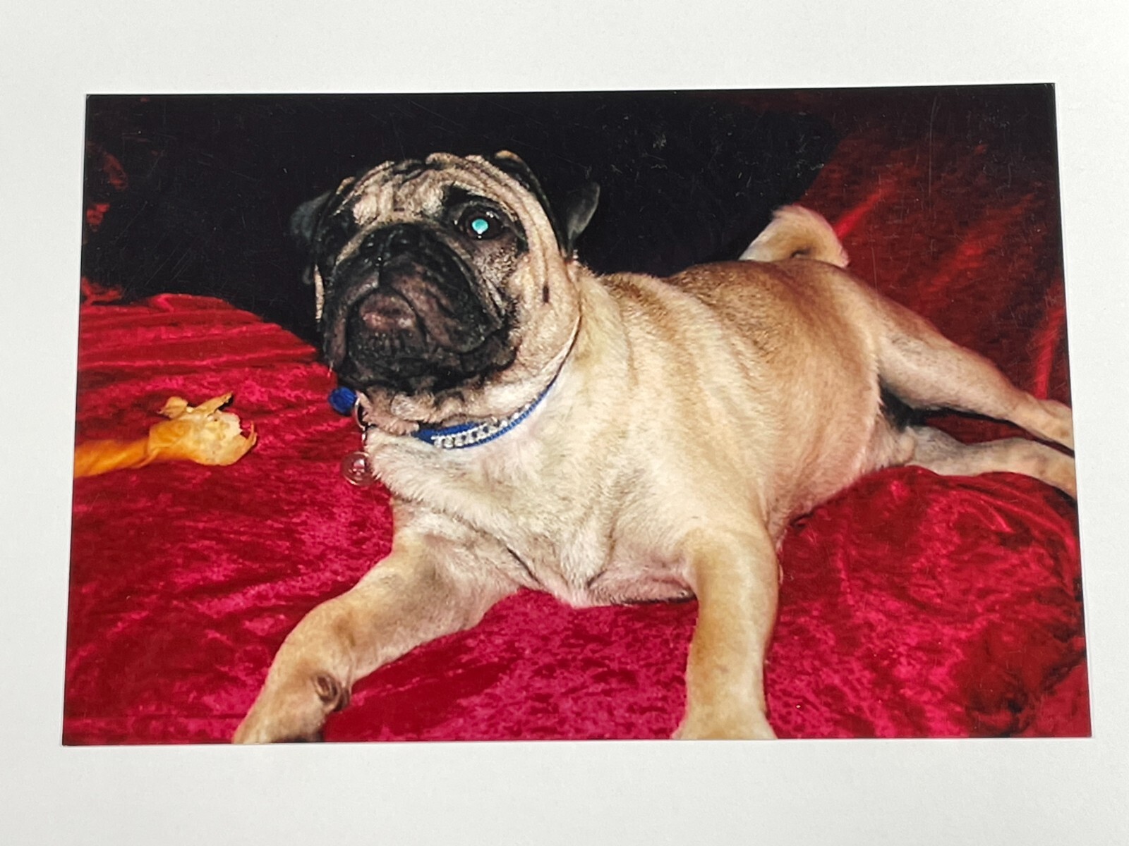 DA) Photograph Cute Adorable Close Up Photo POV Brown Pug On Bed Dog eBay