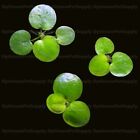 Top Selling🔥 Floating Amazon Frogbit Live Fish Tank Aquarium Ez Low Light Plant