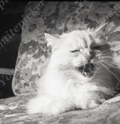 a22 Original Negative 1980's  Sacrmamento  Castec Drive '' Misty '' White Cat 858a