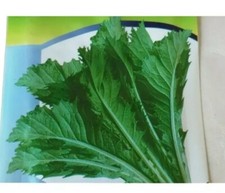 All Season Seeds Indian, Bangladeshi, Mustard leaves Boro Lai Pata Shak, 5 gram 