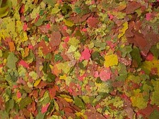 ABF Ultra Premium Tropical Nano Flake Mix, Krill,Bloodworm,Insects,Fish,ABF347S