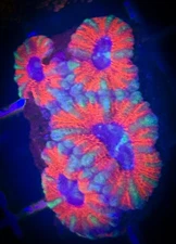 SAF~ ‘WYSIWYG”Bright Red Acan coral Frag, Colony Live Coral, LSP, Lord, Micro