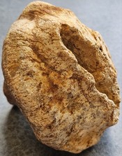 Moretiella elegans (Roemer, 1841), kredy, Paulmy, Indre-et-Loire, Francja