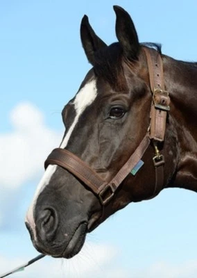 % Bucas COMFORT Halfter extra breit weich -UVP €35,00- Reitsport NuddelHof -NH