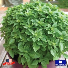 500 Basil Seeds Dwarf Greek Container Non-GMO Heirloom