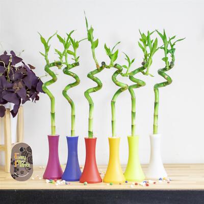 Lucky Bamboo Spiral evergreen indoor with 6 Colour Theme 8cm Pot vase feng  shui | eBay