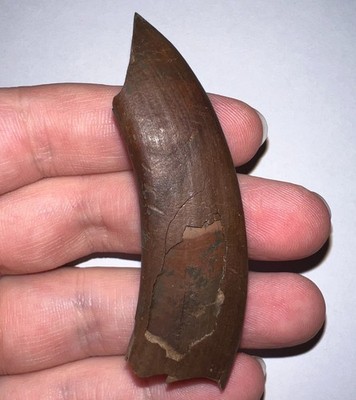 GEM Ice Age Fossil GROUND SLOTH PARAMYLODON CANINE TOOTH 2.76 INCHES NO REPAIR