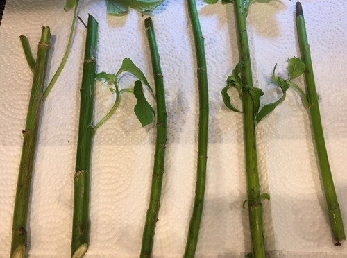 Tithonia Diversifolia Bolivian / Mexican Sunflower, Butterfly Plant -35 cuttings - Picture 4 of 12