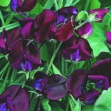 10 BLACK KNIGHT SWEET PEA Lathyrus Odoratus Vine Flower Seeds *Flat S/H