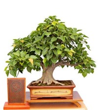 20+ SACRED FIG TREE SEEDS (Ficus religiosa) (Ficus BENGHALEN) 