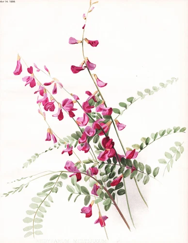 Hedysarum multijugum Süssklee Asia Asien Blume Botanik botany Robinson Litho - Bild 1 von 1