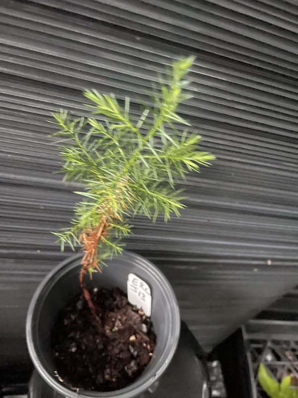 Easterm Redcedar Tree