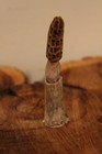 Carved Yellow Morel Mushroom from a Whitetail Spike Antler — photo 2