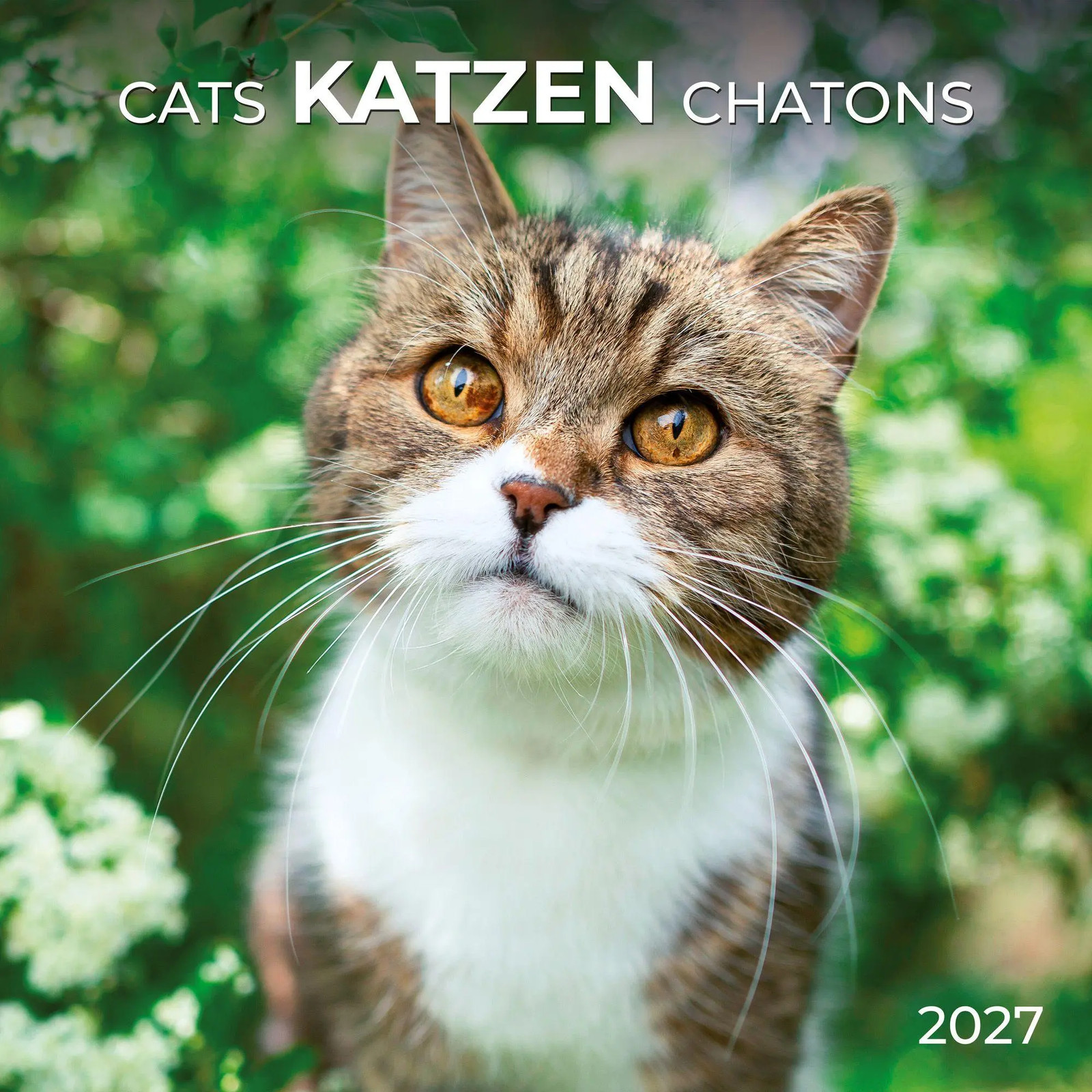 Katzen / Cats 2027 | Kalender 2027 | Englisch | Kalender | Artwork Edition - Bild 3