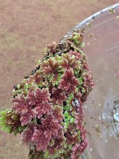 1 Lb Of Azolla Mosquito Fern Water Velvet Fairy Moss
