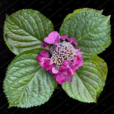 Digital Image Picture Photo Wallpaper: Hydrangea on black background