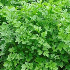 500 Giant Italian Parsley Seeds Heirloom Non-GMO Free Ship Herb Seeds 27