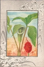 Vintage Postcard Indian Turnip Flower Artist Signed Reed Pub JV11