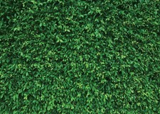 7x5ft Green Leaves Nature Photography Background Computer-Printed Vinyl