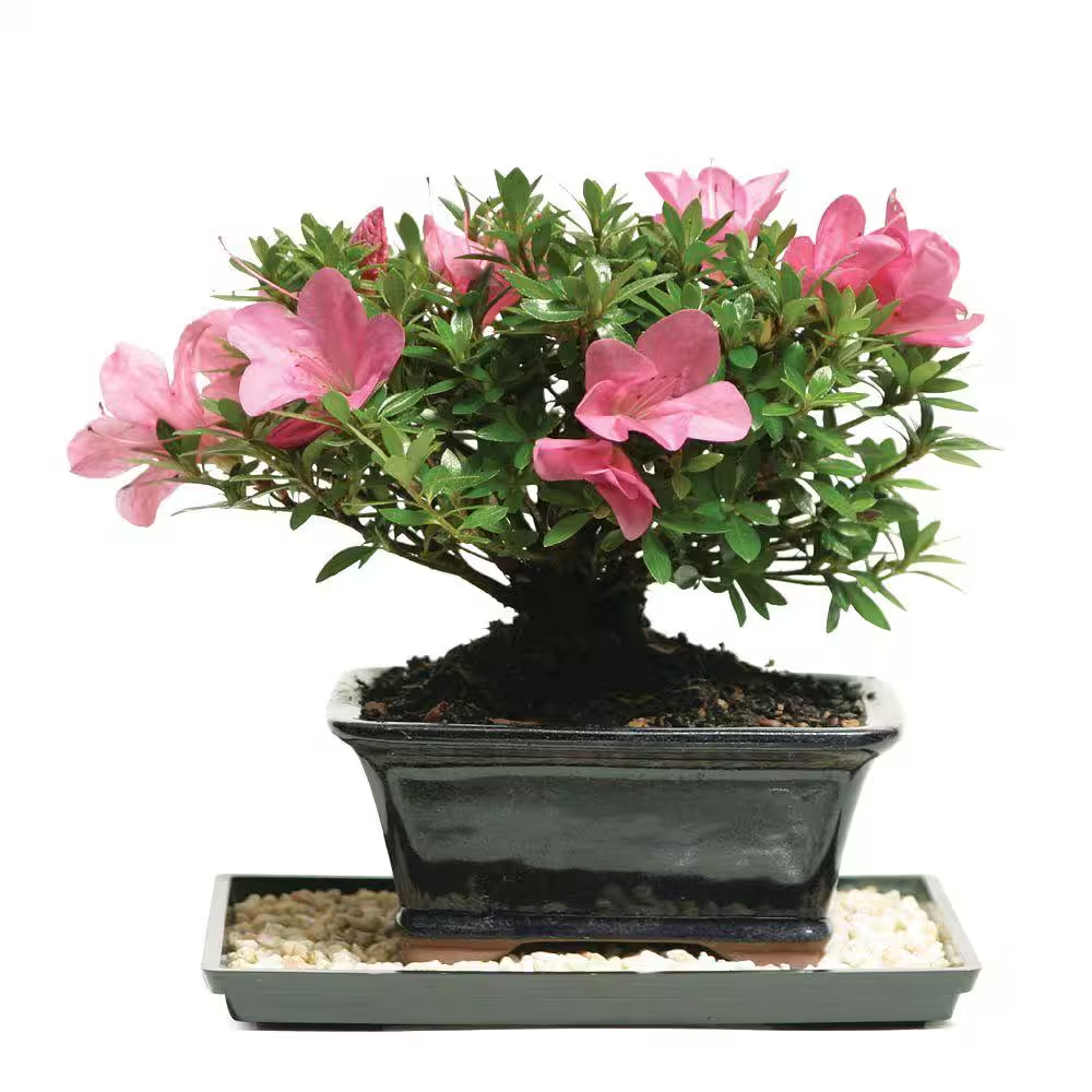 Satsuki Azalea Bonsai Tree Outdoor Plant in Ceramic Bonsai Pot Container, 5-Year