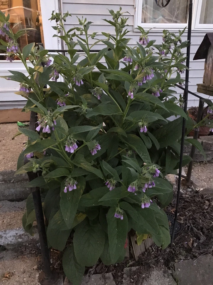 12 (1/2" a 1" de largo) consuelda (bocking 14) esquejes de raíz Foto 3 de 4