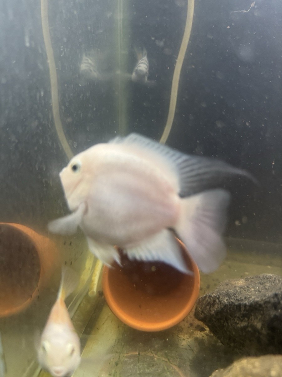 2” Snow ⛄️ White Parrot Cichlid (very Rare) Live Tropical Fish 2” Snow ⛄️ White Parrot Cichlid (very Rare) Live Tropical Fish