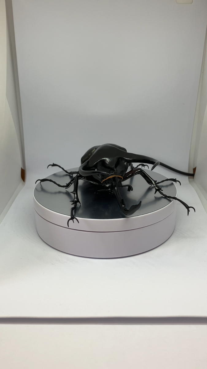 その他 Abao beetle dede The Diversity of Life on Earth Beetle 03 Action Figure Bandai