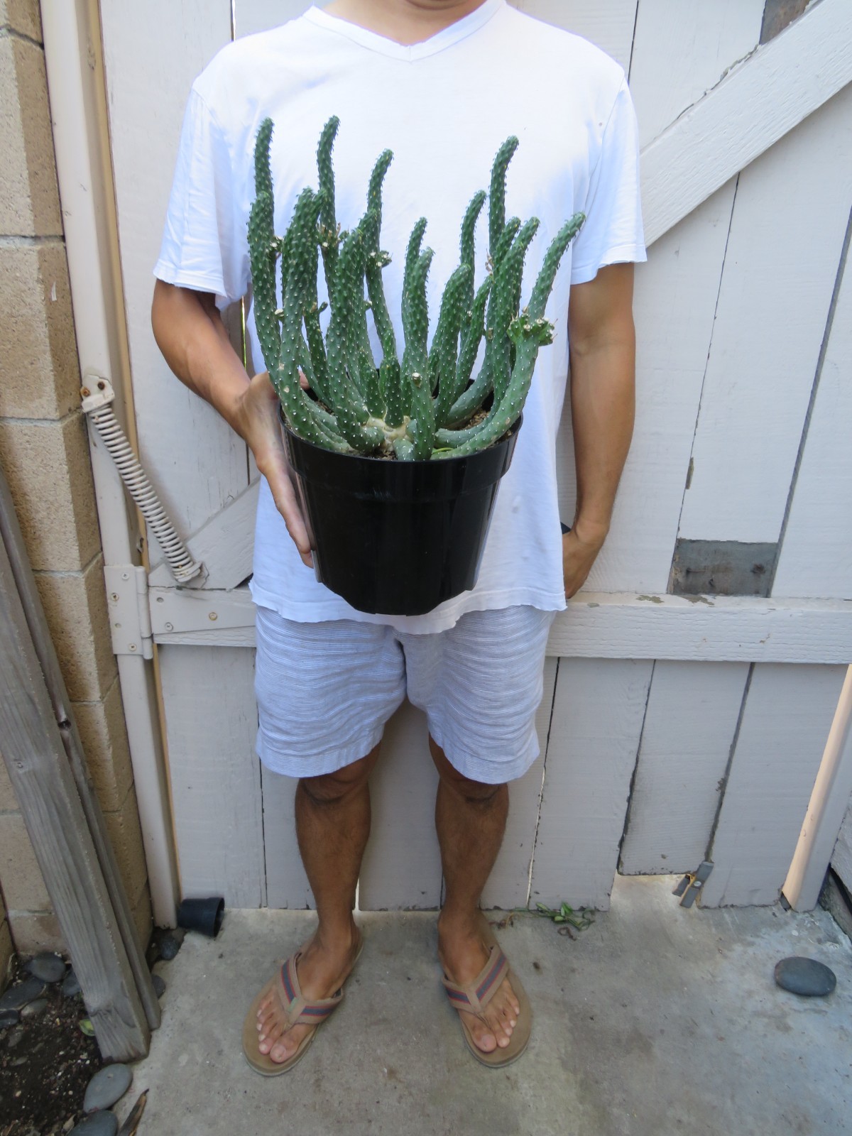 Euphorbia inermis Medusa Head Succulent