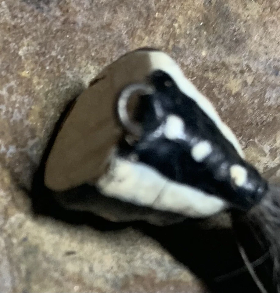 Fly Popper vintage. Blanco y negro. Raro. Buen estado Foto 2 de 4