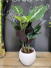 Prayer Plant Goeppertia Louisae 'Maui Queen' Plant 50cm Tall