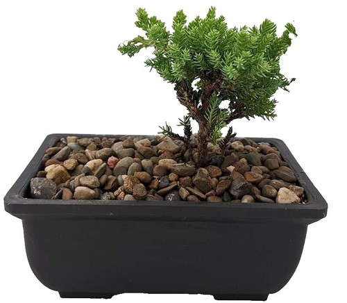 Blue Star Juniper (Juniperus squamata 'Blue Star') Easy Care Landscape or  Bonsai | eBay