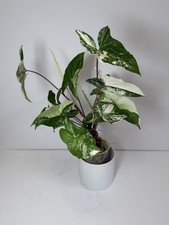 Syngonium Albo - variegated 